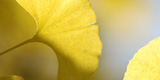 C`E