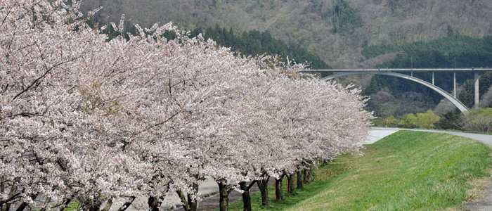 高瀬温泉温泉脇の荒川桜並木