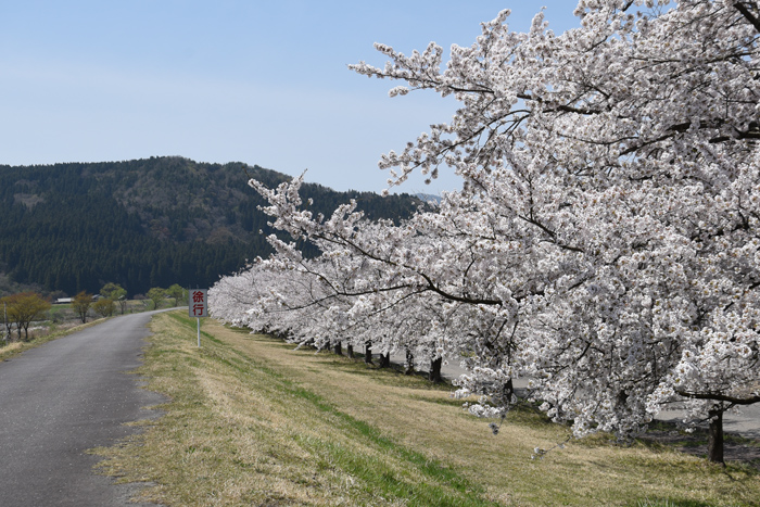 高瀬温泉温泉脇の荒川桜並木